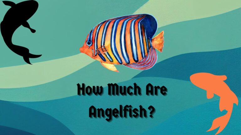 How Much Are Angelfish?