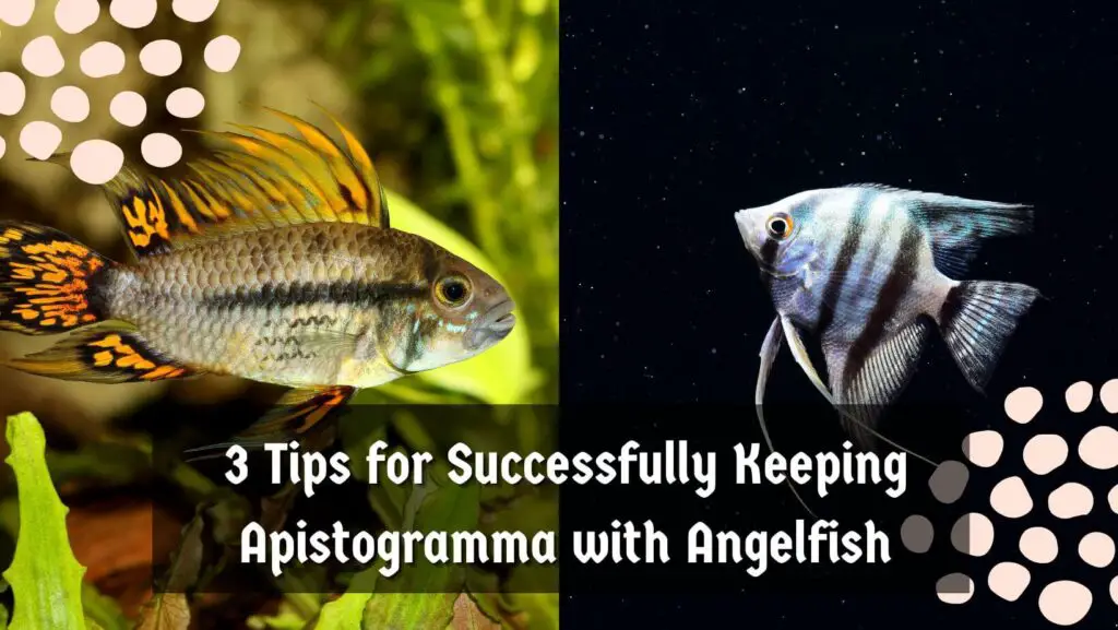 Can Angelfish Live With Apistogramma? Guide 2024 - Aquarium Hack