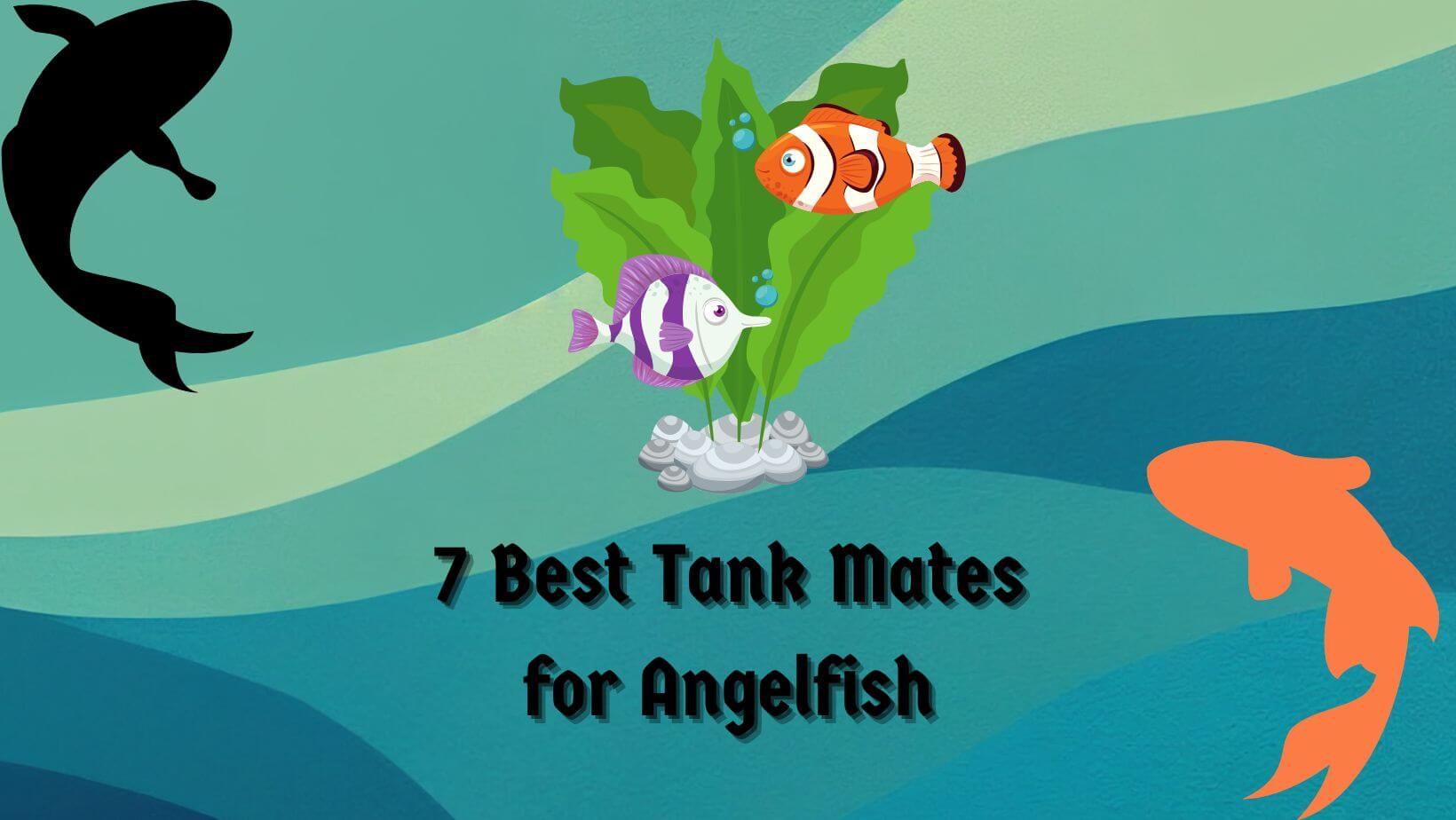 7 Best Tank Mates for Angelfish - Aquarium Hack