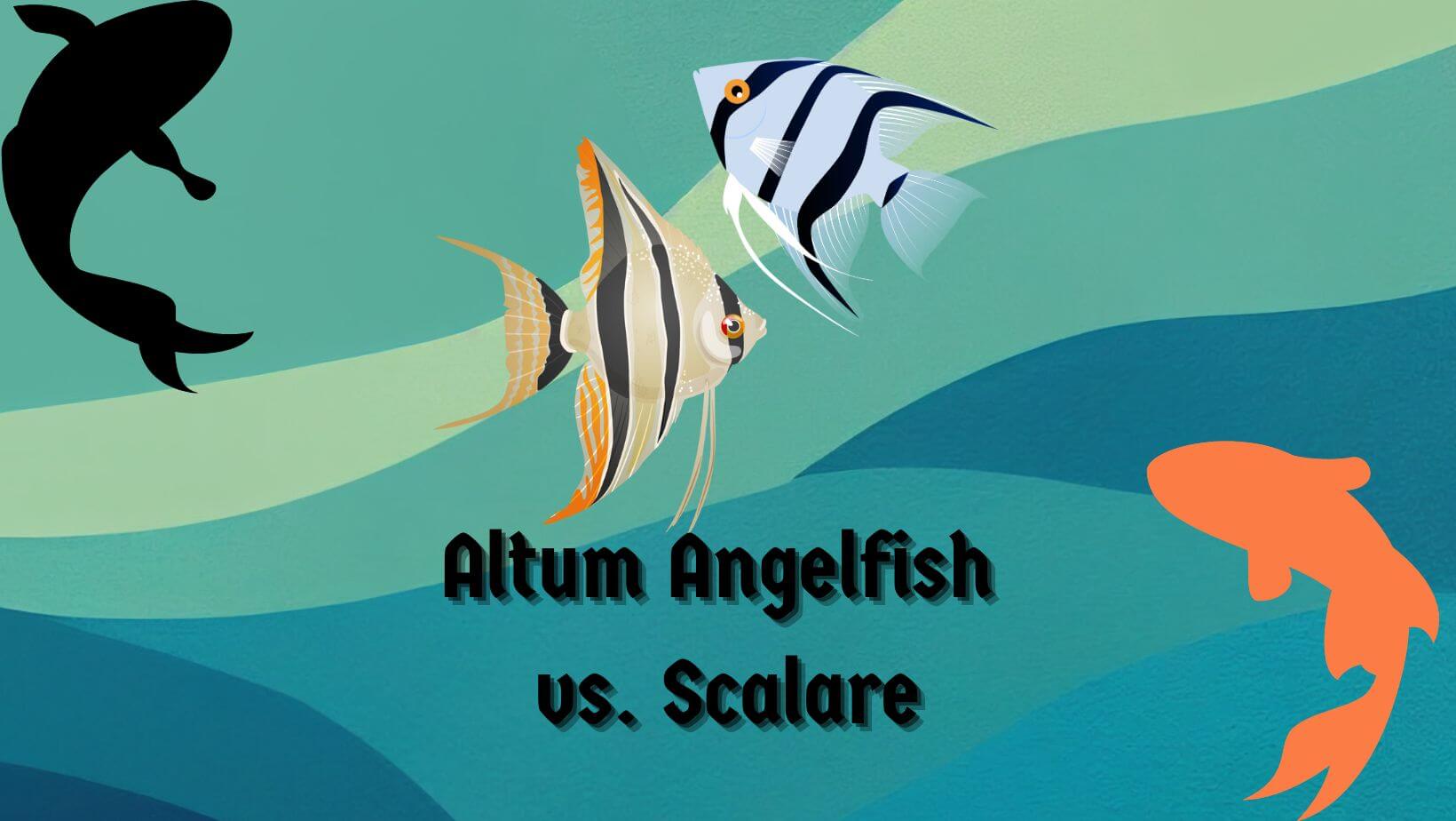 Altum Angelfish vs Scalare: 5 Big Differences - Aquarium Hack