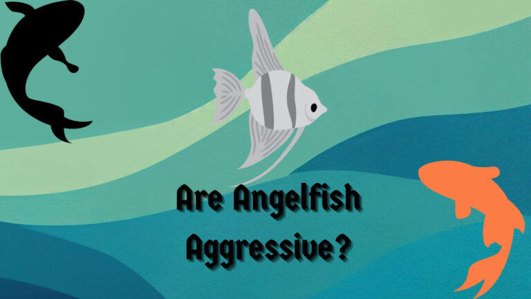 Are Angelfish Aggressive