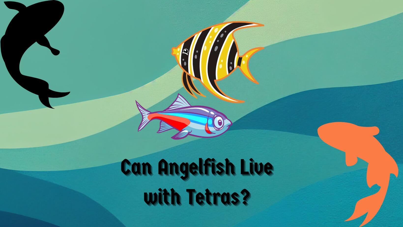 Can Angelfish Live With Tetras? 3 Compatibility Factors - Aquarium Hack