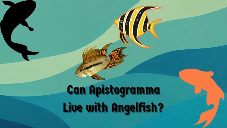 Can Angelfish Live With Apistogramma? Guide 2024