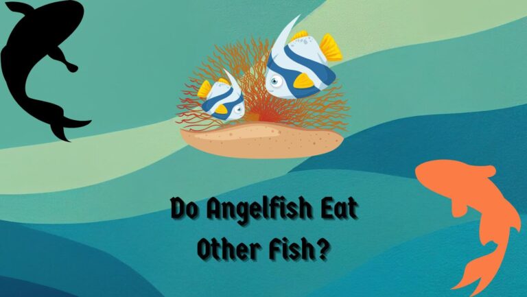 Do Angelfish Eat Other Fish
